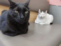 -喵园·猫主题咖啡厅·撸猫·猫咖(国贸店)