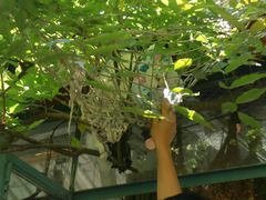 -喵屿·大理花园猫咖