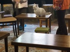 -猫猫幼稚园·撸猫·桌游·电玩