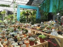 -桂林市花鸟市场