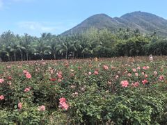 -亚龙湾国际玫瑰谷