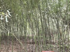 -都江堰中华大熊猫苑