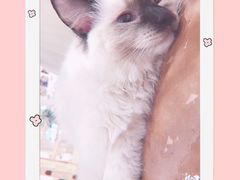 -藏猫猫咖啡主题馆(中央大道店)