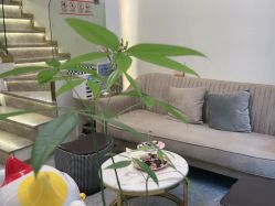 -MIDA蜜哒•科技逆龄美肤连锁