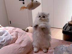 -momokira米努特·德文卷毛猫·棉花面纱犬