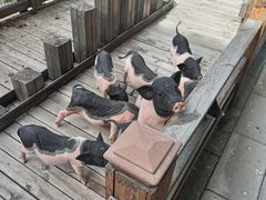 -北京鹿世界主题园