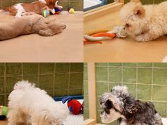 -帕帕拉兹宠物(亚洲旗舰店)