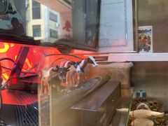 -义顺牛奶公司(新马路老店)