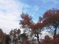 -广州市石门国家森林公园