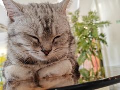 -共舞时光猫咖·狗咖(新街口店)