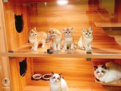 -猫十亿·布偶金渐层·曼基康矮脚猫舍(青年路店)