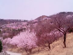 -北京西山国家森林公园