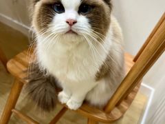 -Pets First伊珊娜洗护·精致美容·家庭式寄养(新会路店)