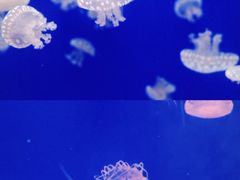 -江和美海洋公园