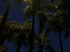 -莲花山公园