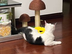 -伟伟宠物医院·瑞派猫友好医院·猫科(光谷店)