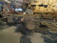 -帝企鹅自助餐厅•儿童岛•真企鹅(长隆企鹅酒店)