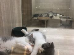 -飞行喵MR PILOT|猫舍·猫咖(静安大融城店)