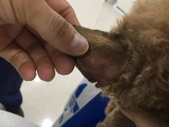 -佳雯宠物医院·皮肤科·内外科(春晓路分院)