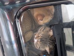 -瑞鹏瑞爱宠物医院·全科·猫科·血液透析中心(龙头寺店)