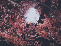 -嘉定紫藤园