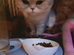 -0907餐厅(核桃园店)