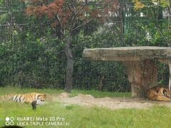 -上海野生动物园老虎餐厅