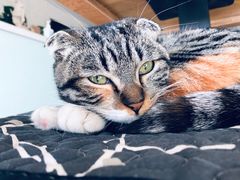 -平行世界·猫咖(首经贸店)