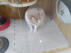 -鼓捣猫呢主题猫咖店