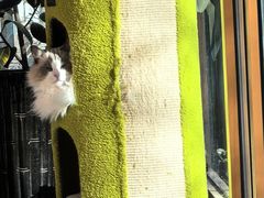 -纳吉亚猫专科动物医院·北北分院