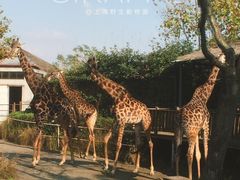 -野生动物园-停车场