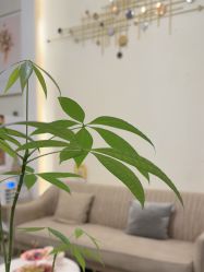 -MIDA蜜哒•科技逆龄美肤连锁