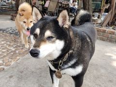 -柴犬高等学院·狗咖·柴犬售卖·宠物训练