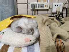 -芭比堂动物医院广州顽皮分院