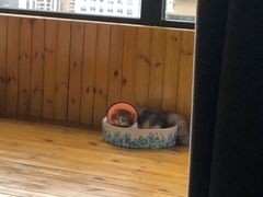 -瑞派名望24h动物医院异宠专科·猫专科·骨科·重症监护分院