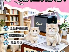 -欣宠猫屋·矮脚拿破仑·蓝金金渐层