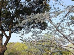 -高东镇樱花园
