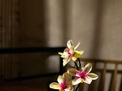 蛋黄酱焗虾球-锦上中式酒馆(南内环店)