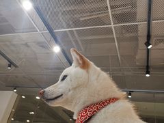 -柴务处·柴犬主题狗咖