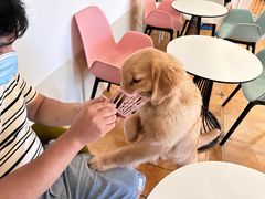 -Let's go狗咖·猫咖·奶狗·桌游(春熙路IFS店)