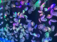 -海合安成都极地海洋公园