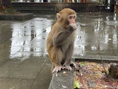 -千岛湖东南湖区
