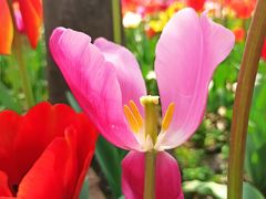 -大宁郁金香公园-停车场