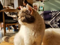 -平行世界·猫咖(首经贸店)