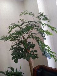 -苗医生专业祛痘全国连锁