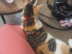 -Again Coffee Roaster(香蜜湖店)