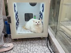 -momokira米努特·德文卷毛猫·棉花面纱犬