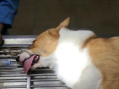 -宠颐生贝利健动物医院(谢家湾分院)