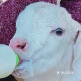 [亲亲]阿菠萝小猪的王国也是小宝贝们的欢乐王国