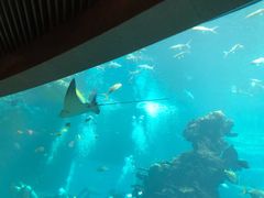 -海棠湾洲际-涛·海底餐厅·美人鱼·自助餐·海底隧道